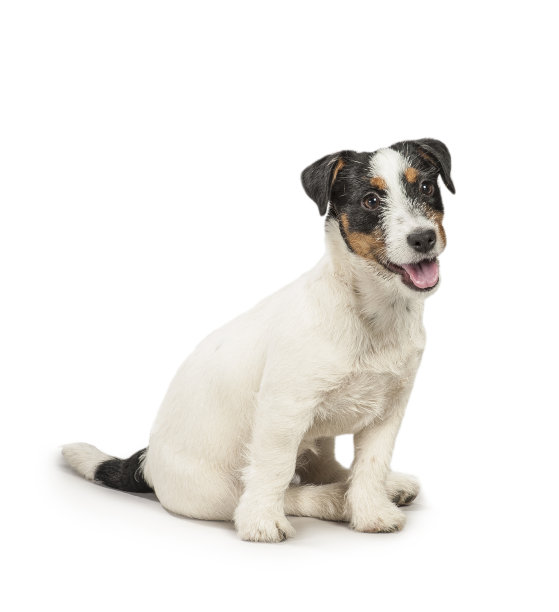 杰克罗素梗图片下载