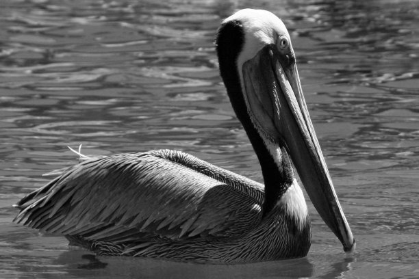 鹈鹕在卡波圣卢卡斯港游泳图片下载