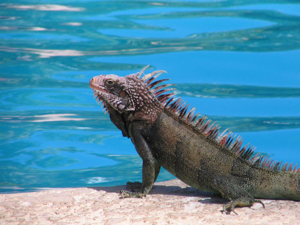 水池边的鬣蜥图片下载