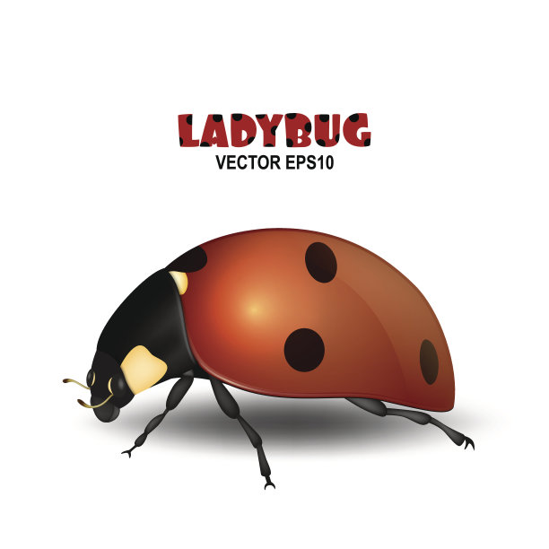 向量特写现实的瓢虫昆虫图标孤立在白色背景。弹簧符号的设计模板图片下载