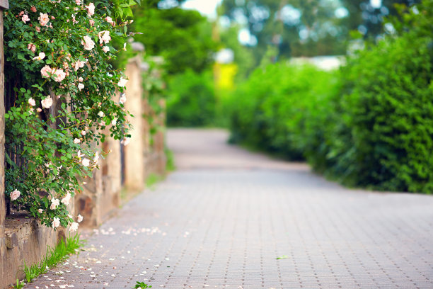 春天盛开的人行道上图片下载