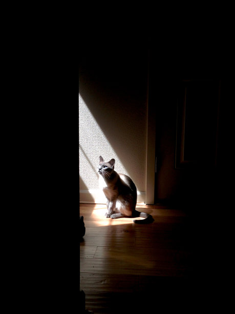 暹罗被一束阳光击中图片下载