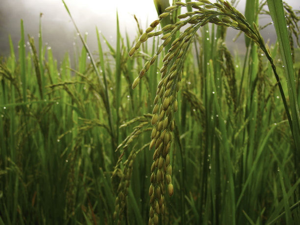 饭的露珠图片下载