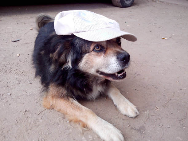 狗的微笑图片下载