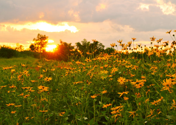 洋姜向日葵图片下载