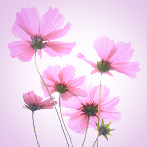 宇宙的花图片下载