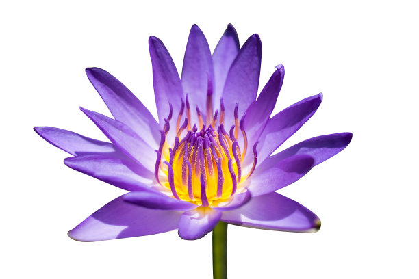 美丽的紫色荷花，紫罗兰荷花盛开在池塘，特写荷花图片下载