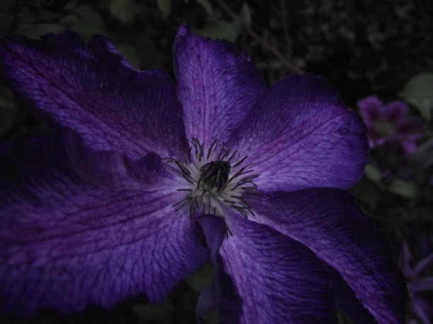 紫花-黄昏光图片下载