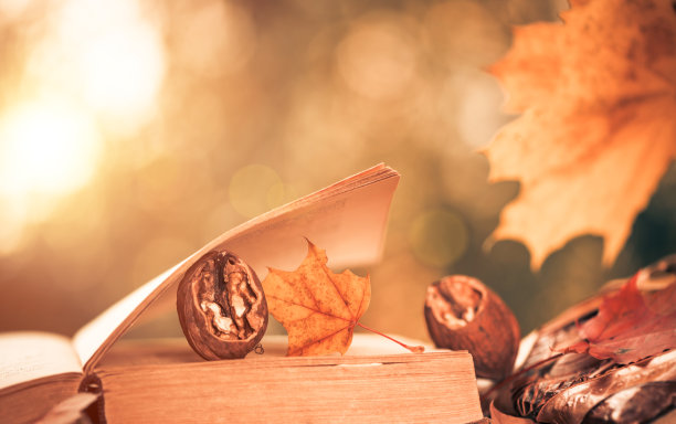 书页间的坚果图片下载