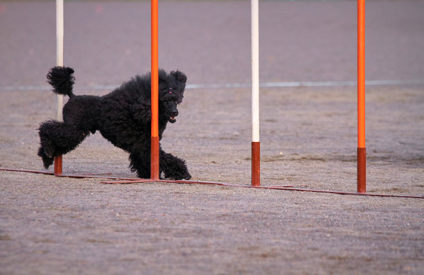 狮子狗动作敏捷图片下载