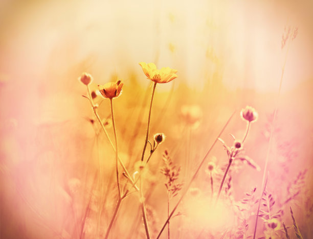 春天盛开的小黄花图片下载