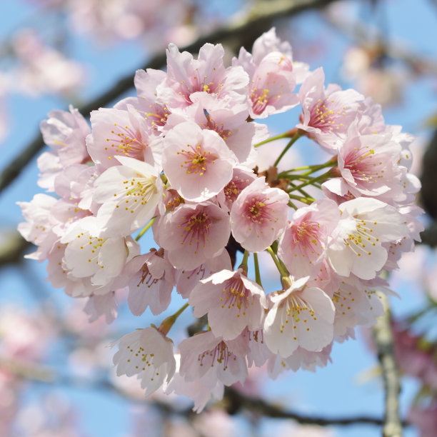 樱花图片下载