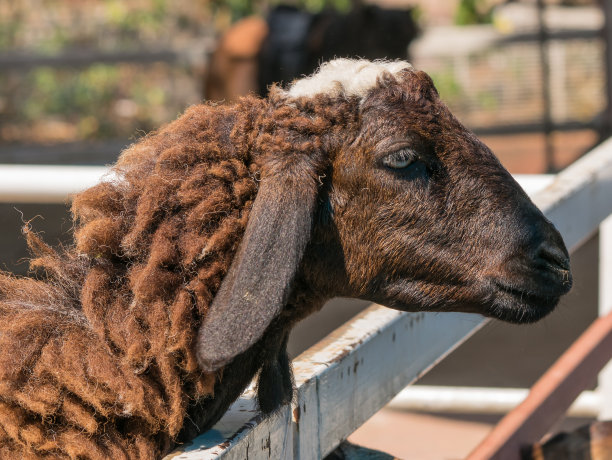 羊图片下载