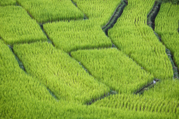 大米了。图片下载