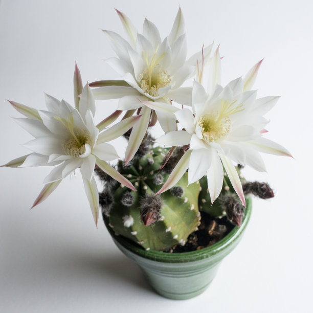 仙人掌的花图片下载