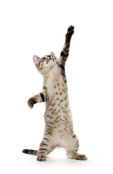 可爱的虎斑小猫图片下载