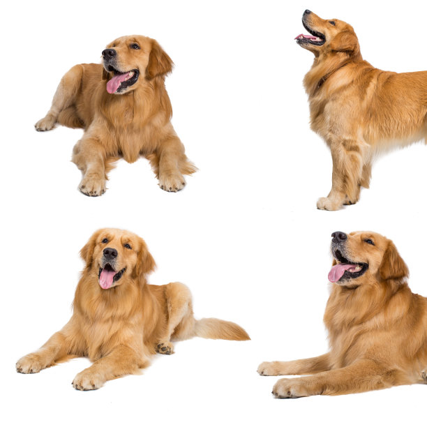 一群金毛猎犬和小狗在前面图片下载