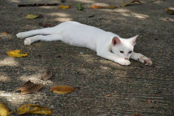 放松的小猫图片下载