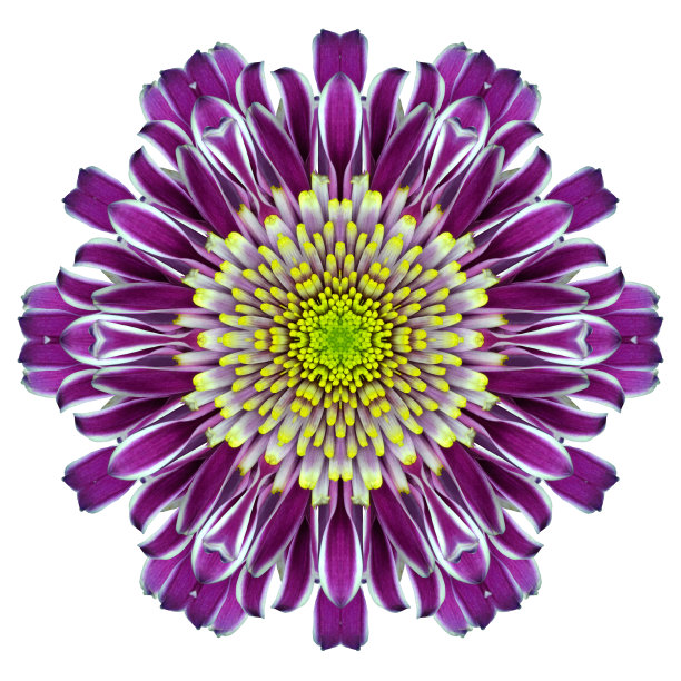 曼陀罗菊花花筒孤立白色图片下载