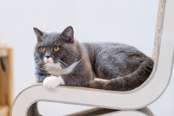 英国猫躺在椅子上图片下载
