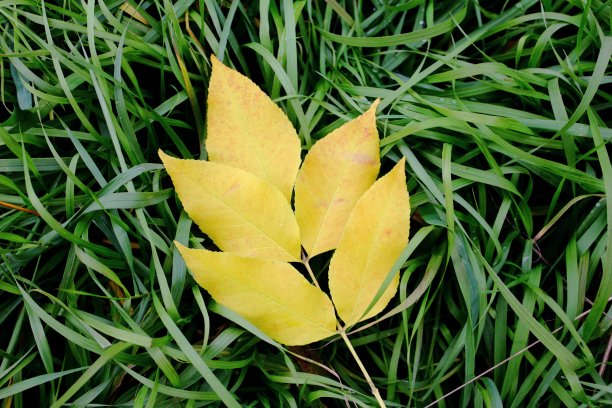 黄色的叶子图片下载