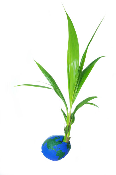 椰子的世界。图片下载