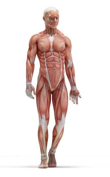 解剖学的肌肉图片下载