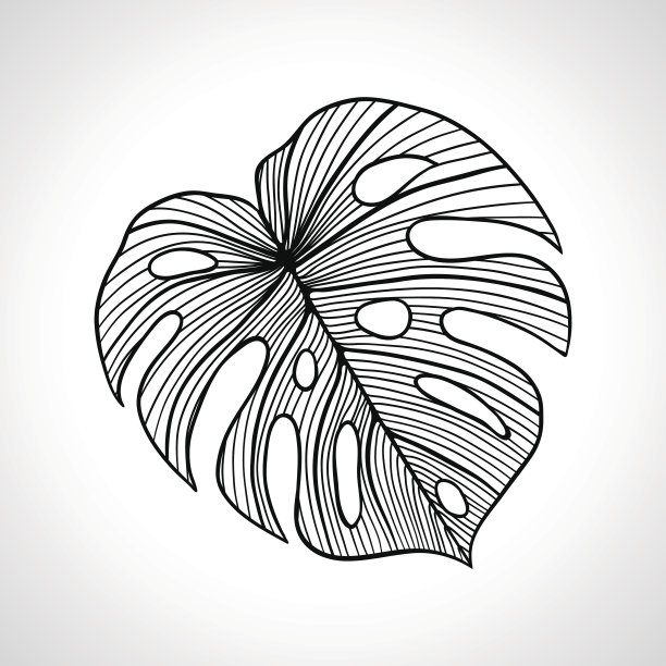 黑色大棕榈叶孤立图片下载