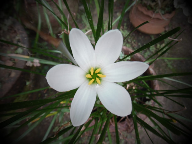 白姜莉莉图片下载