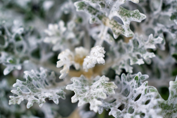 新鲜的叶子图片下载