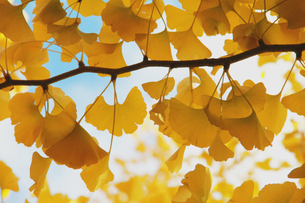 黄色gingo图片下载