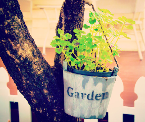 削减plantpot图片下载