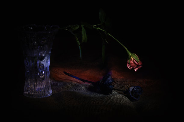 玫瑰静物图片下载