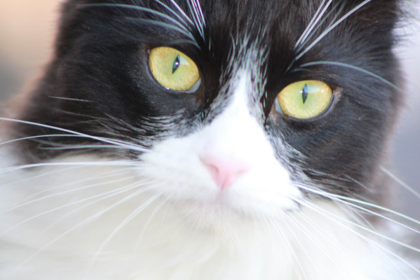 猫的肖像图片下载