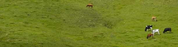 高山牧场上的奶牛图片下载