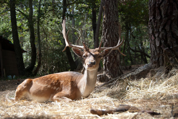 鹿图片下载