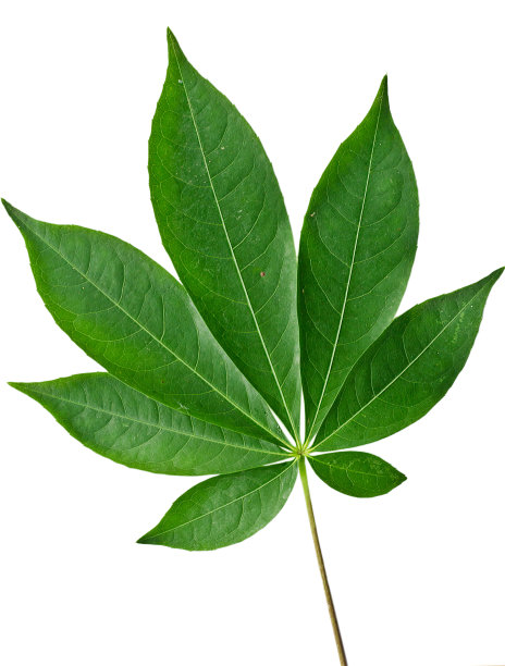 特写新鲜的绿叶与孤立的背景图片下载