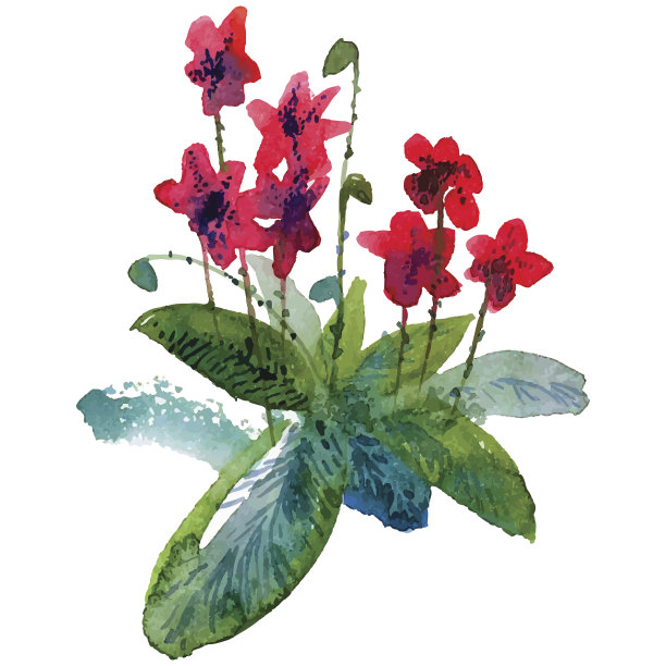 花园的花图片下载