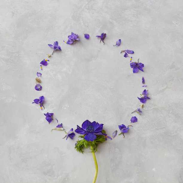 灰色背景上的花卉组合图片下载