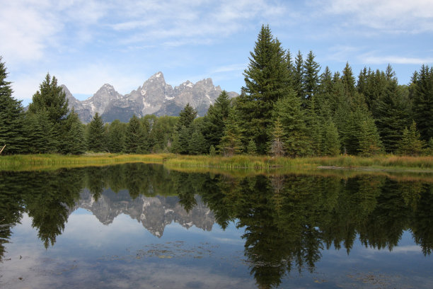松树反映图片下载