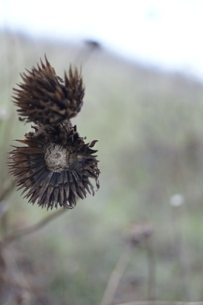 冬天的花图片下载
