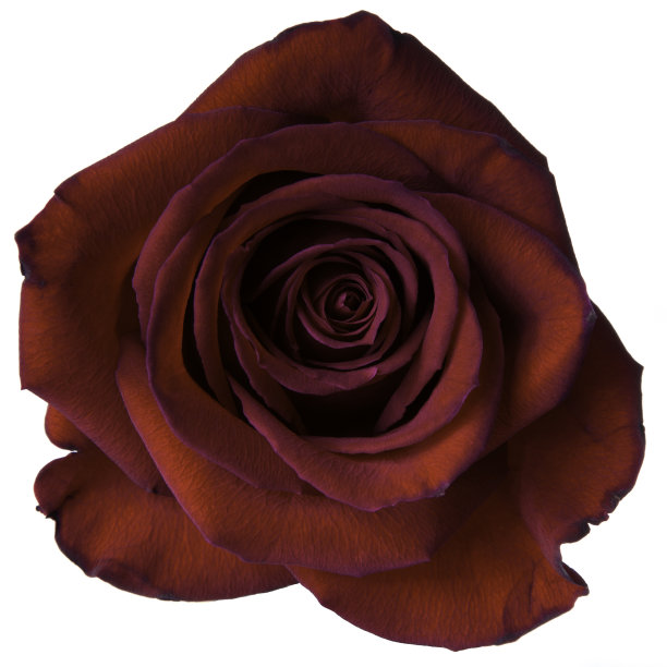 红玫瑰图片下载