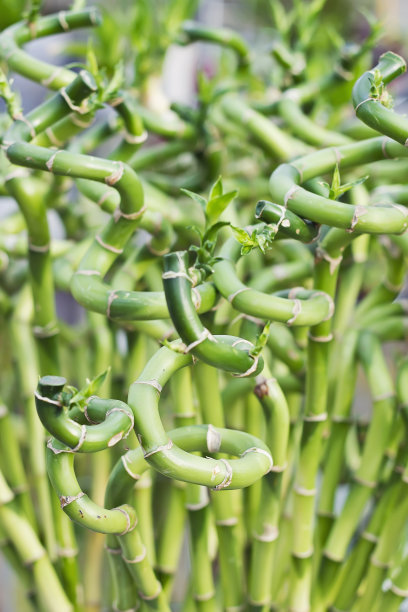 分支的竹子图片下载