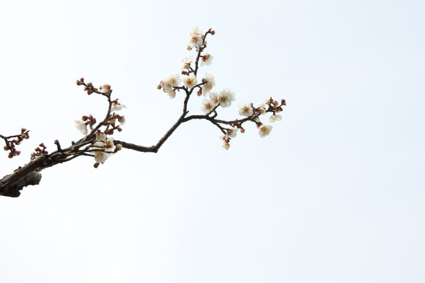 梅花素材图片