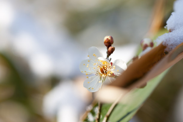 梅花素材图片