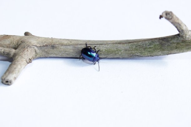 蓝色的虫子图片下载