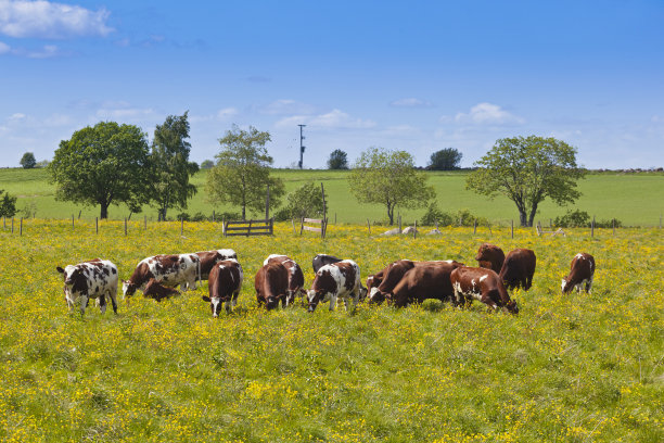 在草地上吃草的牛图片下载