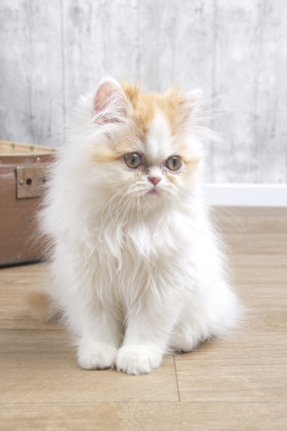 波斯的小猫图片下载