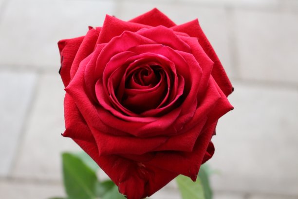 死记硬背的玫瑰图片下载