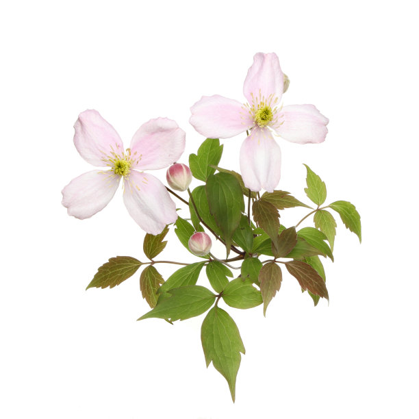 铁线莲图片下载